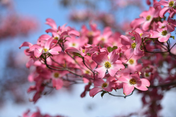 Dogwood, a famous flower in spring