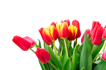 red and yellow tulips