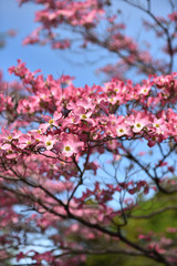 Dogwood, a famous flower in spring