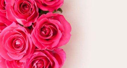 Blank for Banner or greeting card with close-up pink roses