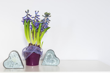 Valentine Day. Purple hyacinth, a sign of spring, flower in a pot and two hearts on a white background.