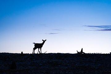 Silhouette of a white tail deer standing on a ledge.