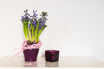 Valentine Day. Purple hyacinth, a sign of spring,  flower in a flowerpot and candle on a white background
