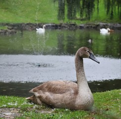 swan on lake