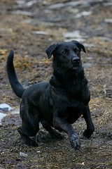 Black dog head with brown pity eyes, close-up