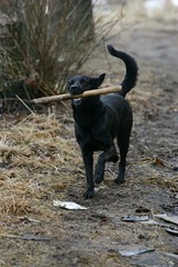 Black dog running and playing with a wooden stick
