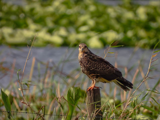 Snail Kite