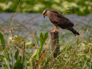 Snail Kite