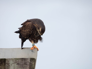 Snail Kite