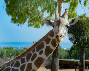 Giraffa