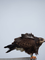 Snail Kite