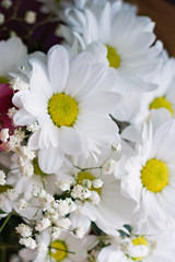 Floral composition of white chrysanthemum flowers