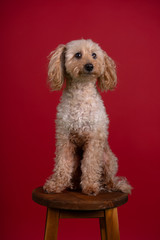 Cute toy poodle on wooden chair isolated on red background