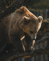 Obraz premium Grizzly playing