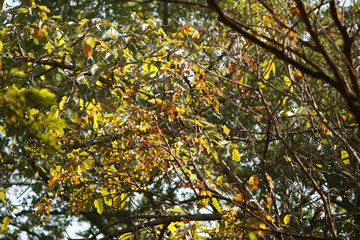 Leaves Texture Background in the tropical jungle