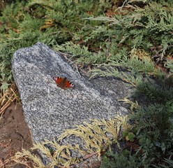 ladybird on leaf