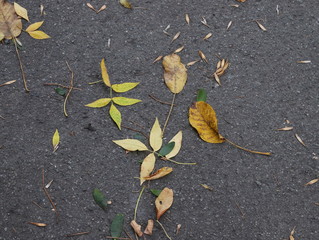 yellow leaf on asphalt