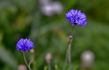 cornflower in a field, soft focus