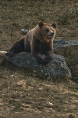 Grizzly on the rock 