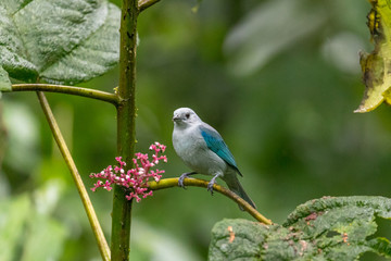 Blue-grey tanager (Thraupis episcopus) resting on a branch