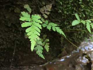 Fern in the forest