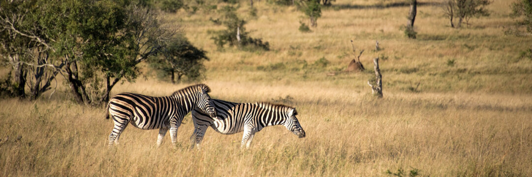 Panorama of a couple of peaceful zebras at sunset in the savannah, South Africa