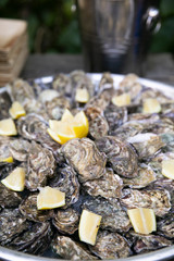 Oysters