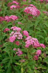 Rote Sommerspiere (Spiraea japonica) Pflanze mit Blüten
