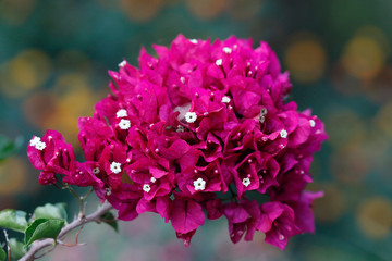 Bougainvillea oder Drillingsblume, Pflanze mit Blüten