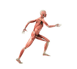 medically accurate illustration of a human muscle system run pose 3d rendered on white no shadow