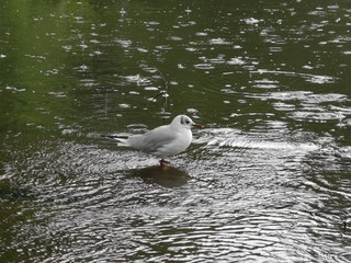 Seagull standing on the water in the rain
