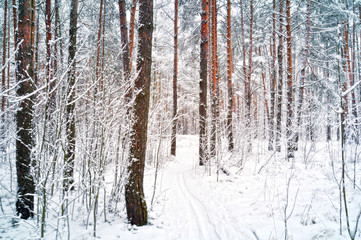 Fototapeta premium winter pine forest in the snow