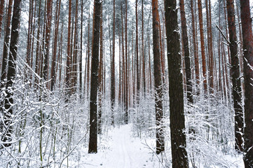winter pine forest in the snow