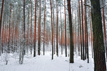 winter pine forest in the snow