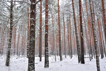 winter pine forest in the snow