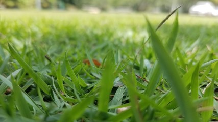 Grass Landscape