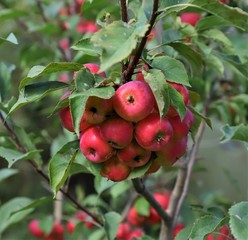 red apples on tree