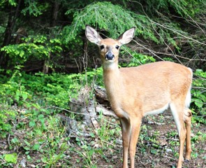 Whitetail Doe