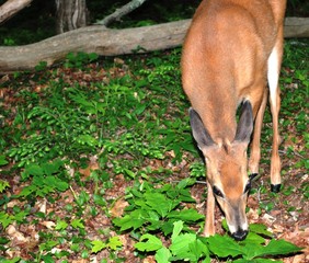Whitetail Doe