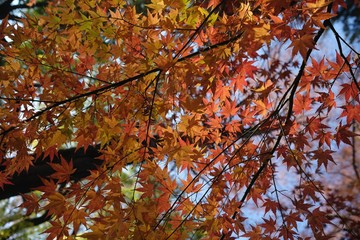 autumn colorful maple leaves on tree