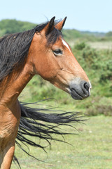 new forest horse