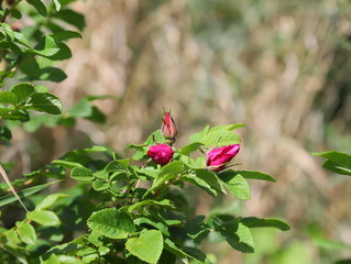 red rose in the garden