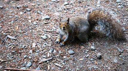 Squirrel raiding camp site