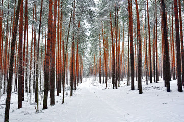 Naklejka premium winter pine forest in the snow