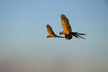 Two macaw parrots fly together.