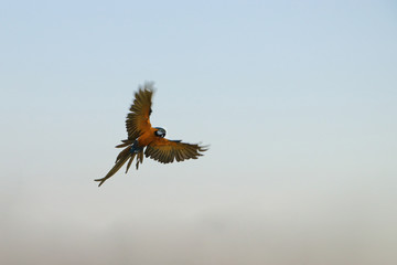 The macaw parrot flew alone