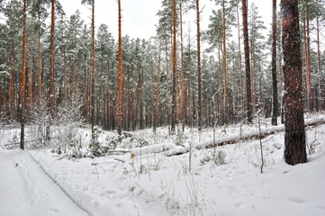 winter pine forest in the snow