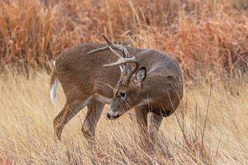 Naklejka na ściany i meble Whitetail Deer Buck in Fall in Colorado
