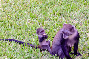 Affen in einer Hotelanlage in Kenia