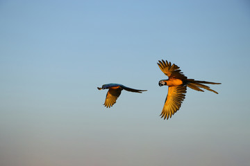 Two macaw parrots fly together.